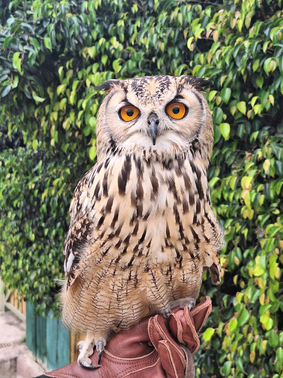 Terra Natura Benidorm incorpora dos búhos de Bengala a su demostración educativa de aves rapaces