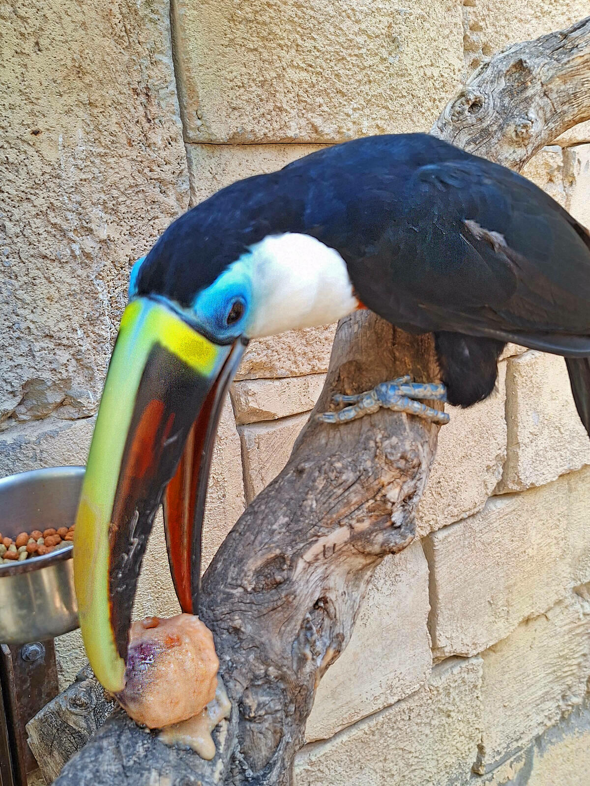 Tucanes, titíes y otras especies de Terra Natura Benidorm se refrescan con helados de frutas