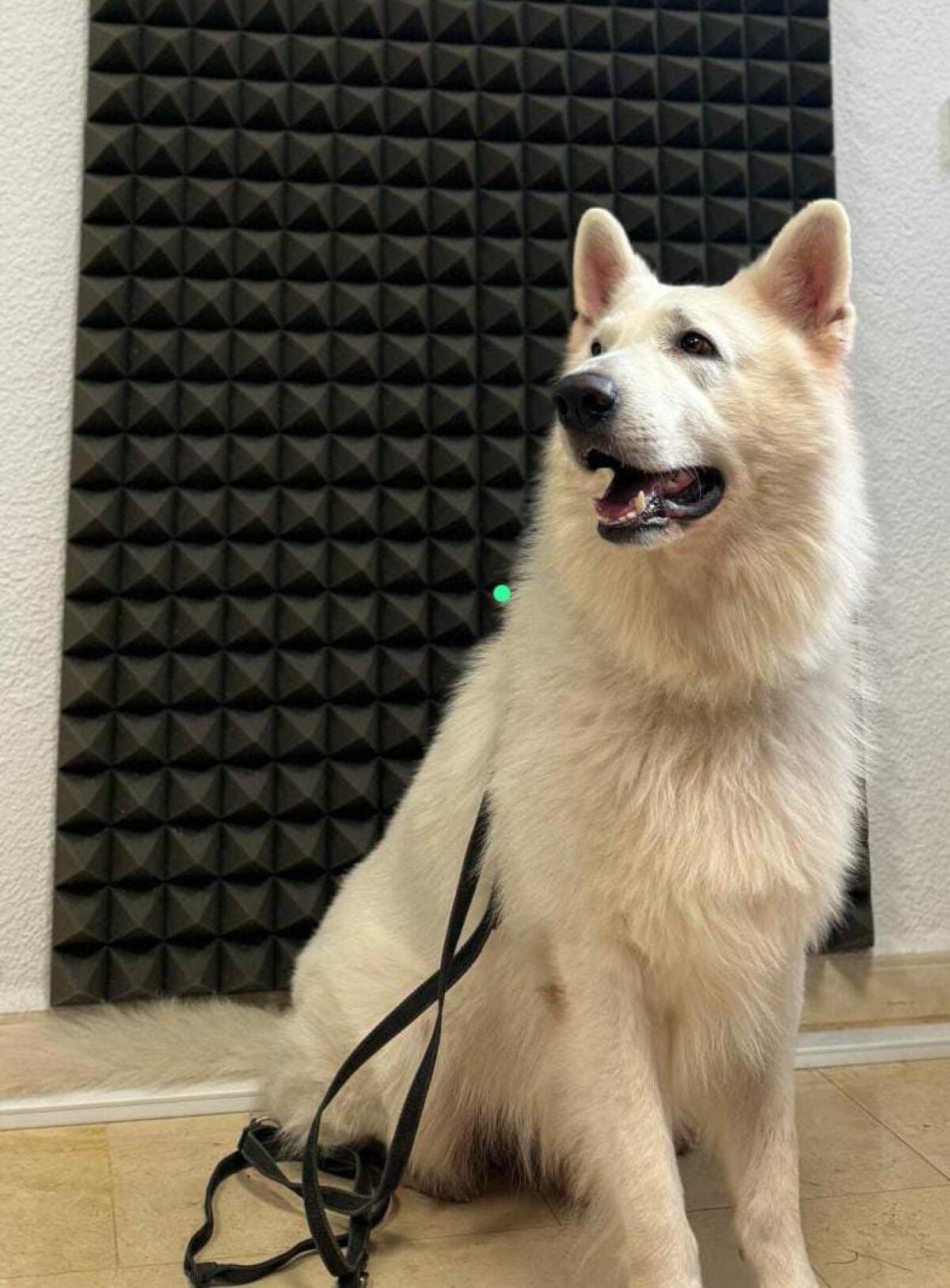 "Los perros poseen una cualidad que es rara entre los humanos, la capacidad de hacer que te sientas valorado simplemente por ser tú." (Caroline Knapp)