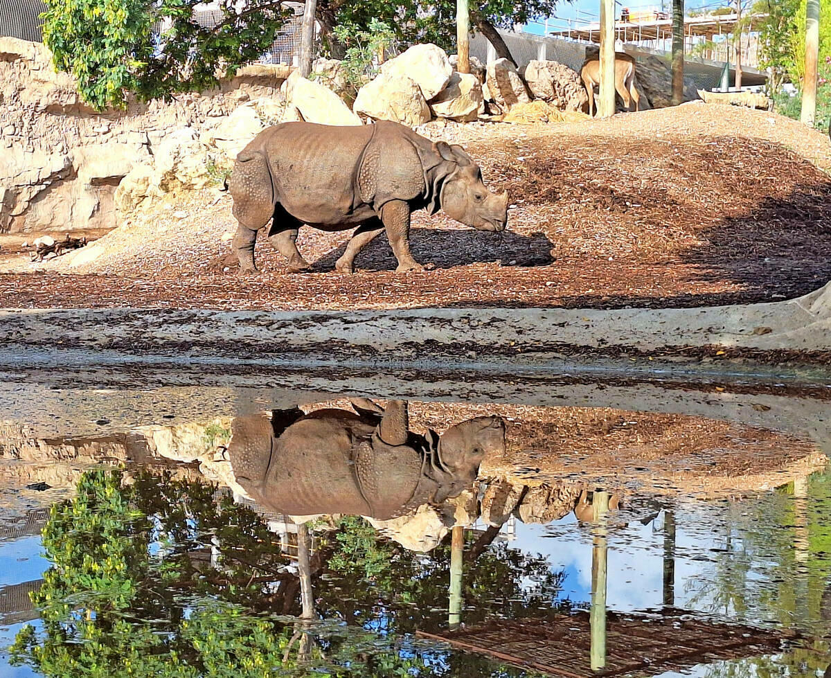 Terra Natura Benidorm celebra el Día Mundial del Rinoceronte con actividades educativas y de concienciación