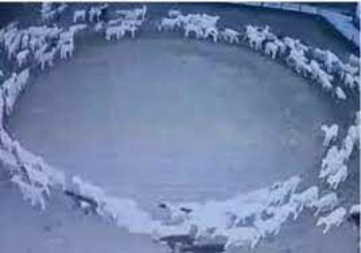 El misterio de las ovejas que llevan más de dos semanas dando vueltas en círculos