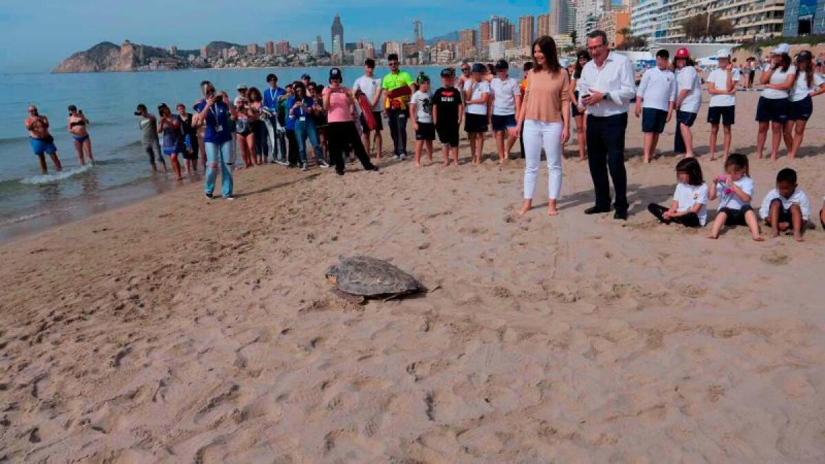 150 alumnos de primaria asisten a la suelta de una ‘tortuga boba’ en la playa de Poniente 