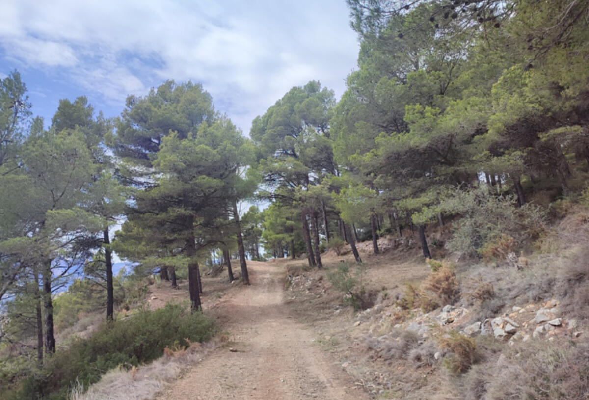 Ejecutada un área cortafuegos apoyada en el Camí del Pinar de Calces