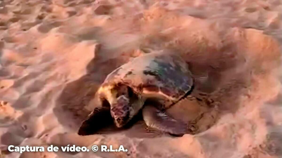 Una tortuga boba desova en la playa de Poniente de Benidorm