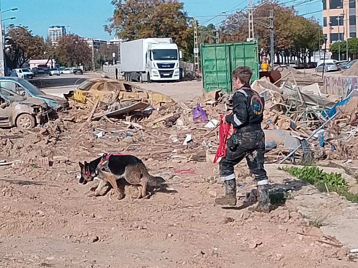 Los perros de la Asociación nuciera Geir-K9 colaboran en la zona de la DANA