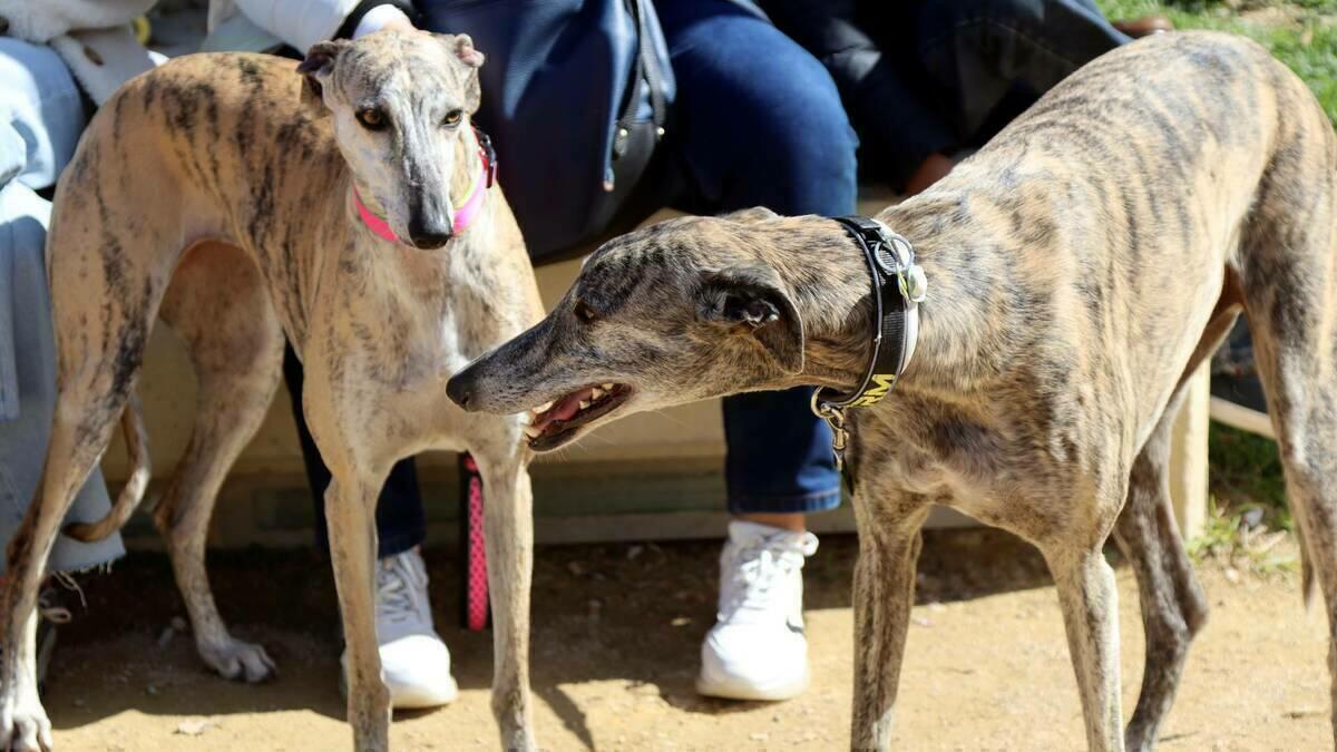 El Ayuntamiento eleva hasta los 50.000 euros la subvención a la Protectora de Animales y Plantas de Benidorm  