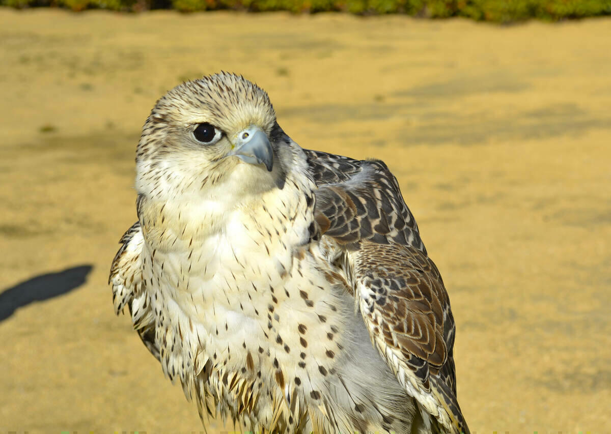 Terra Natura Benidorm amplía su demostración de aves rapaces con la llegada de tres nuevos ejemplares