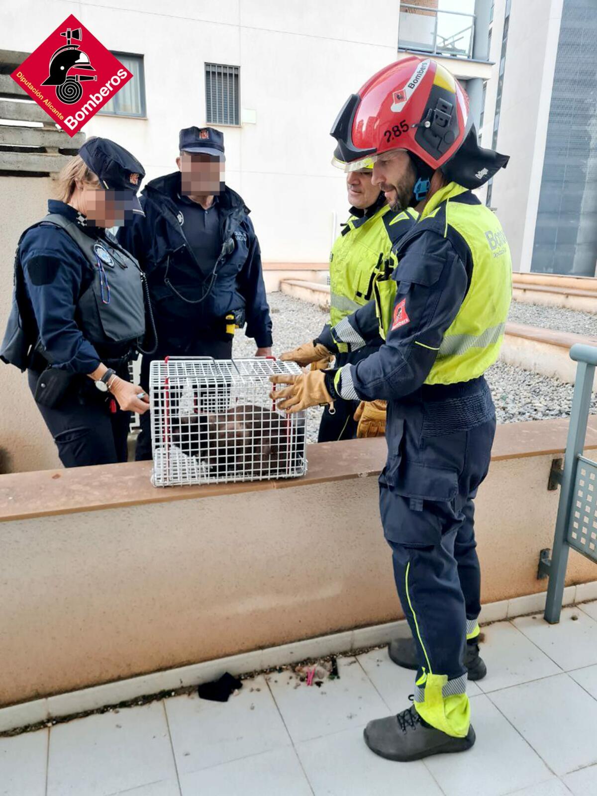 RESCATE DE UN GATITO EN LA CALA DE VILLAJOYOSA