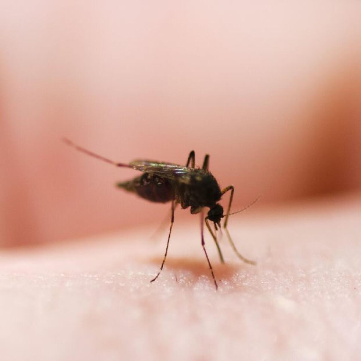 Cómo aliviar los molestos síntomas de las picaduras de mosquito