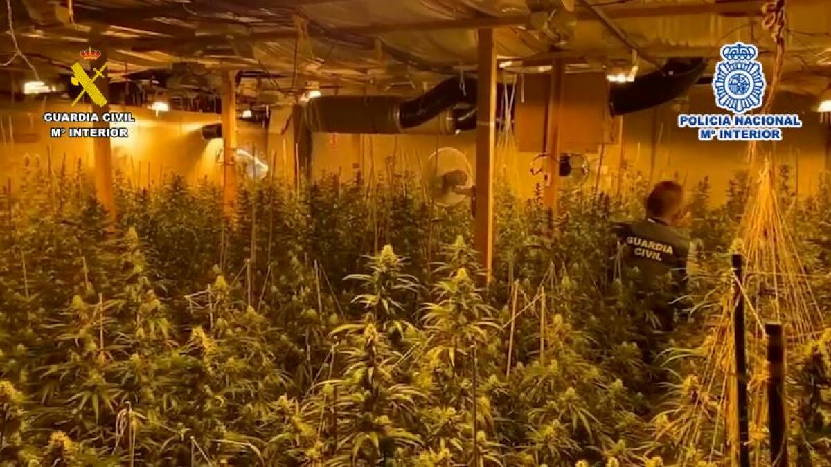 La Guardia Civil y la Policía Nacional han desarticulado una organización criminal de origen albanés que distribuía marihuana cultivada en la provincia de Alicante por países del norte de Europa