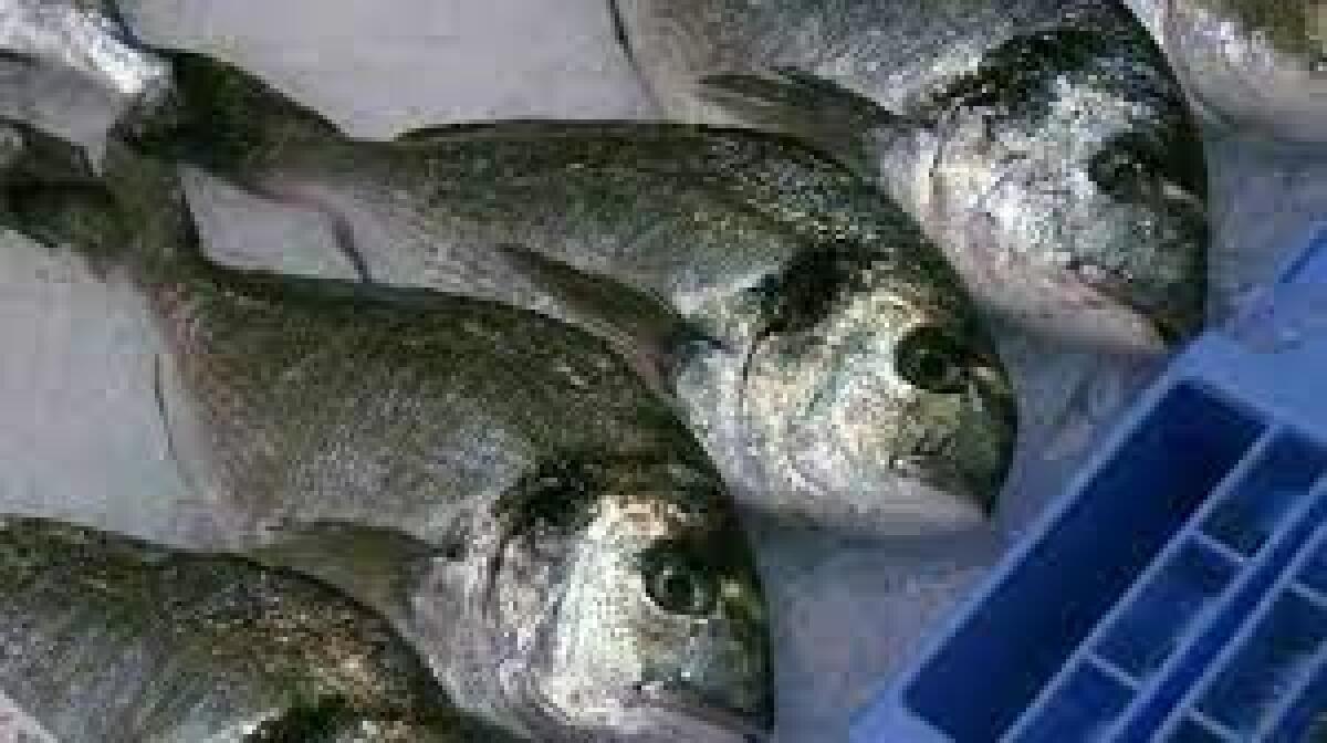 Mercurio en el pescado: éstas son las 13 especies más seguras para tomar en España según el CSIC