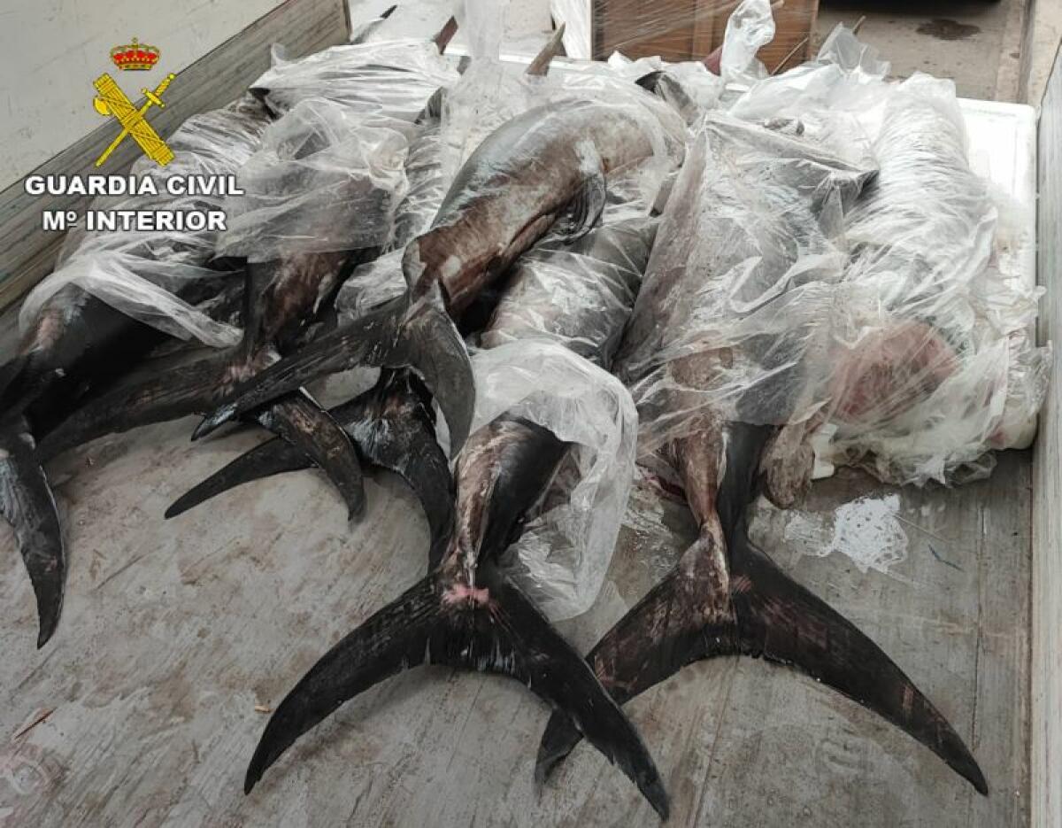 La Guardia Civil interviene 400 kilogramos de pez espada que estaba siendo comercializado de forma ilegal