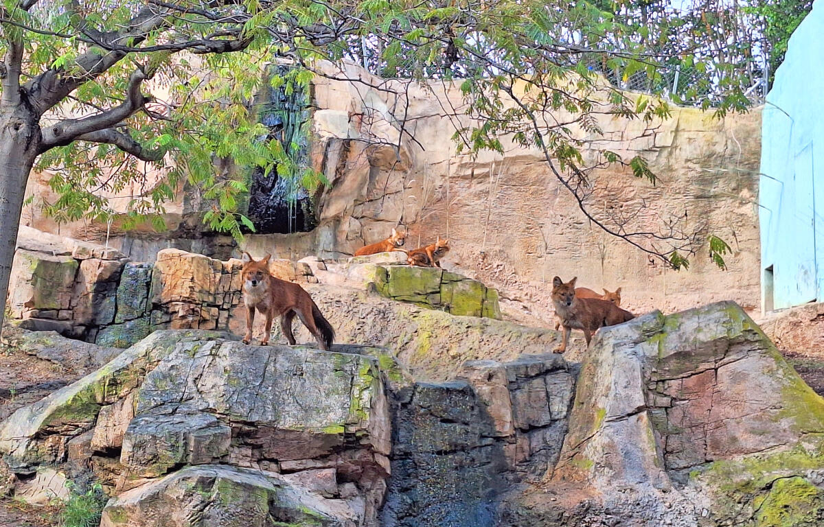 Terra Natura Benidorm completa con éxito la integración de las crías de dhole en su grupo familiar