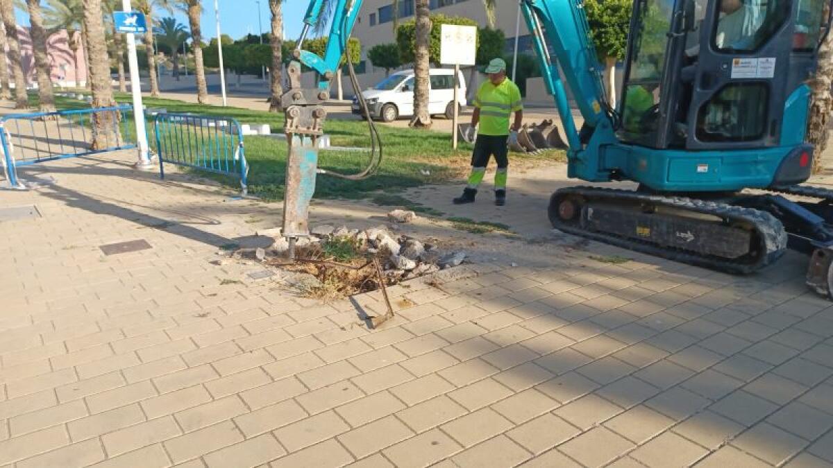 El Ayuntamiento inicia el destoconado y replantado de las palmeras afectadas por el picudo rojo de la avenida Rosa de los Vientos de la Cala de la Vila Joiosa
