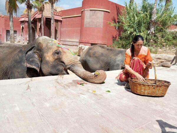 La elefanta Petita de Terra Natura Benidorm celebra su 52º cumpleaños acompañada por más de 4.000 personas