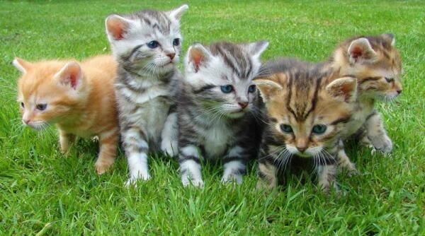 Benidorm inicia en las próximas semanas la campaña anual de esterilización de gatos callejeros 