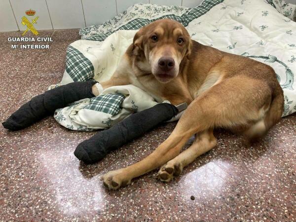 La Guardia Civil investiga al propietario del perro abandonado con dos patas rotas en un albergue de Alicante