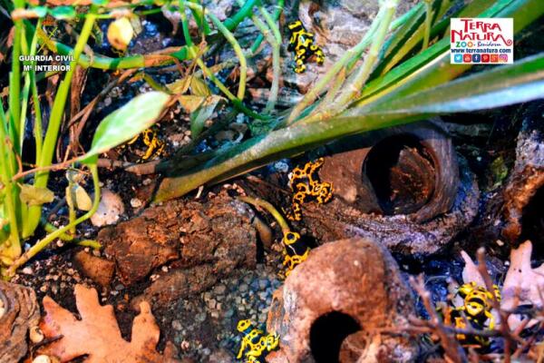 Terra Natura Benidorm acoge 19 ranas flecha de cabeza amarilla incautadas por la Guardia Civil  