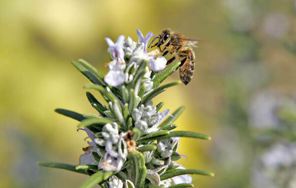 Terra Natura Benidorm impulsa la protección de las abejas melíferas y otros polinizadores en la provincia de Alicante