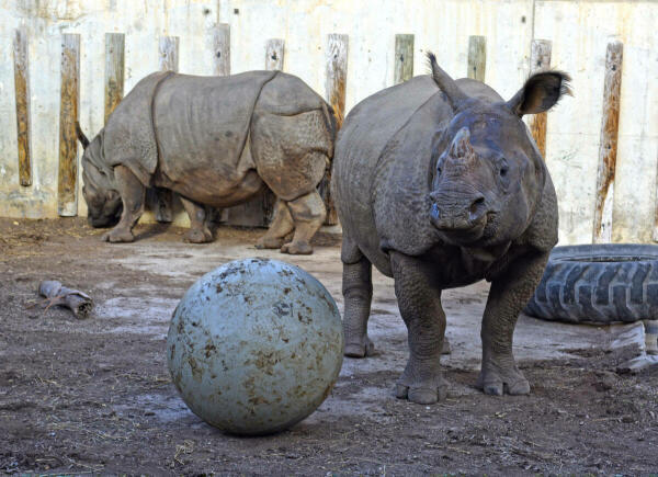 Terra Natura Benidorm adquiere una esfera gigante para el enriquecimiento ambiental de los rinocerontes indios