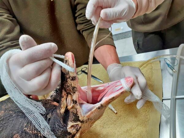 Los veterinarios de Terra Natura Benidorm intervienen a un varano para tratar una herida en su cola