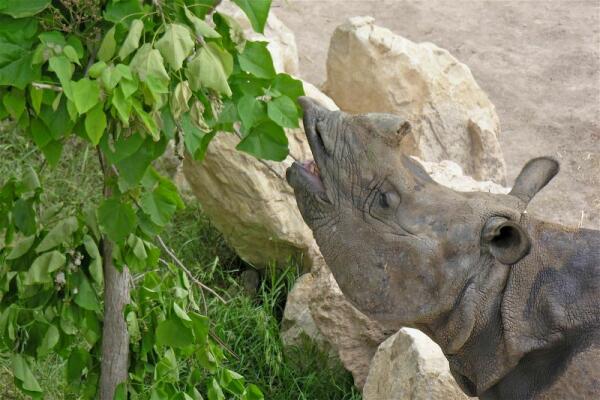 Intentan detectar el celo de una hembra de rinoceronte de Terra Natura Benidorm para fomentar la conservación de la especie