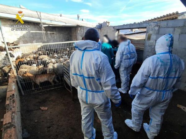 22 implicados en el sacrificio clandestino de ganado para la venta ilegal de la carne