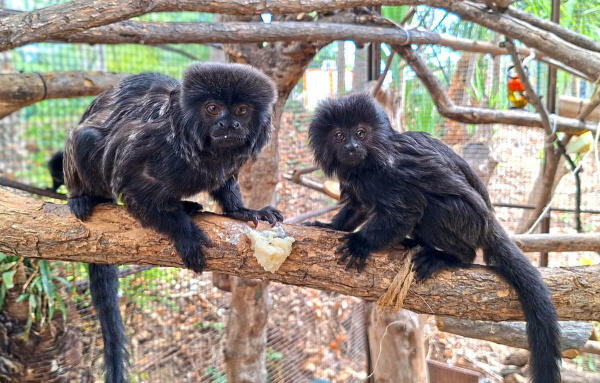 Los veterinarios de Terra Natura Benidorm realizan una revisión al titi de Goeldi para confirmar su estado de salud 