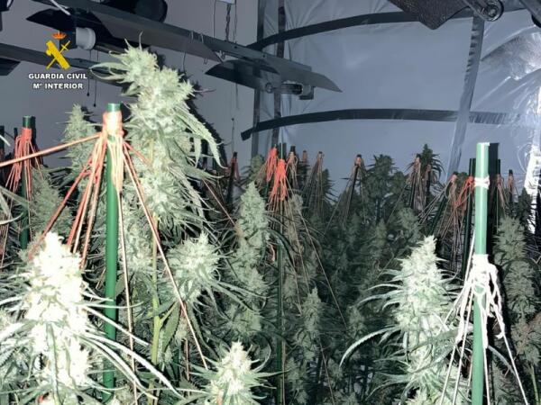 La Guardia Civil desmantela un grupo criminal dedicado a la plantación de marihuana tipo indoor   