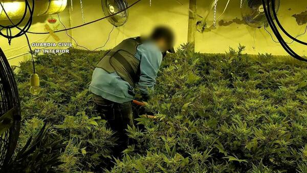 La Guardia Civil destapa dos sofisticadas plantaciones de marihuana indoor en Alicante